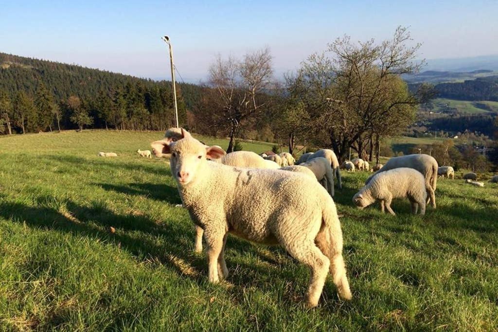 U Podnoza Gor Sowich Apartman Pieszyce Kültér fotó